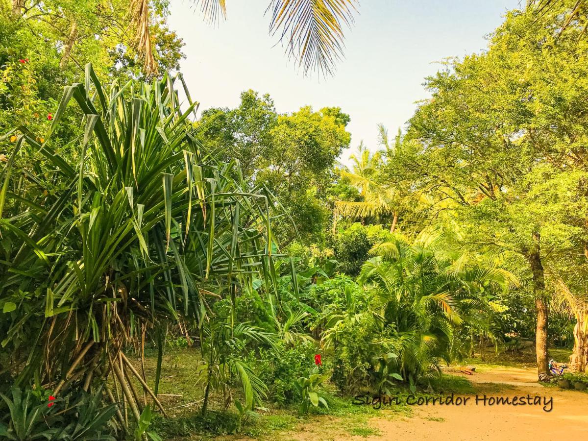 Sigiri Corridor Home Stay Sigiriya Eksteriør billede